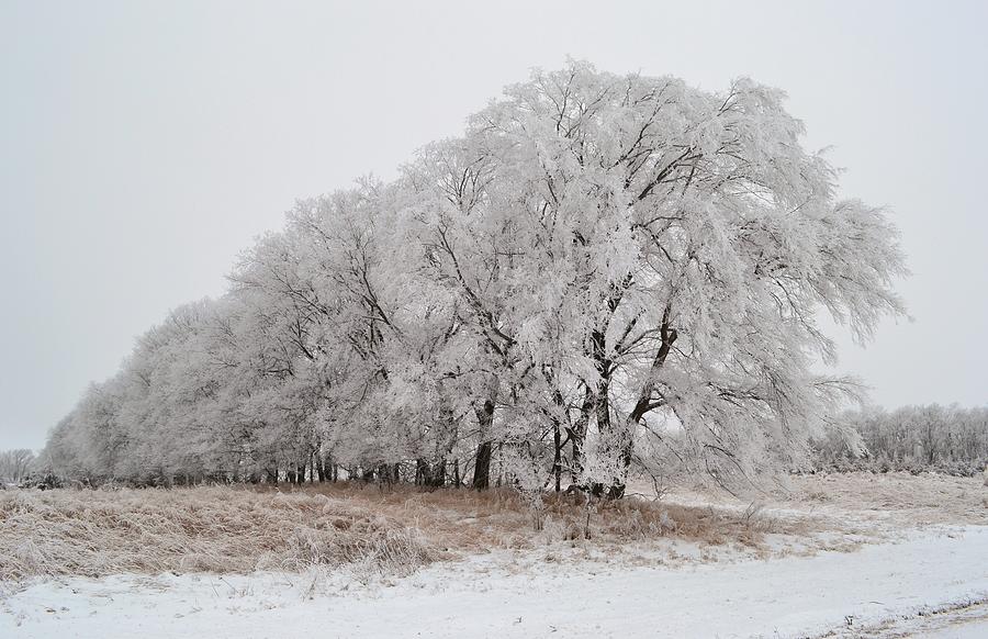 Winter Photograph - Row Of Frosted Trees by Nicole Frederick