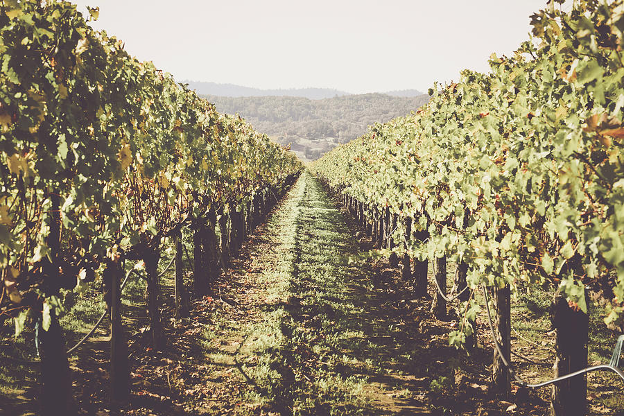 Row of Grapevines Photograph by Brandon Bourdages