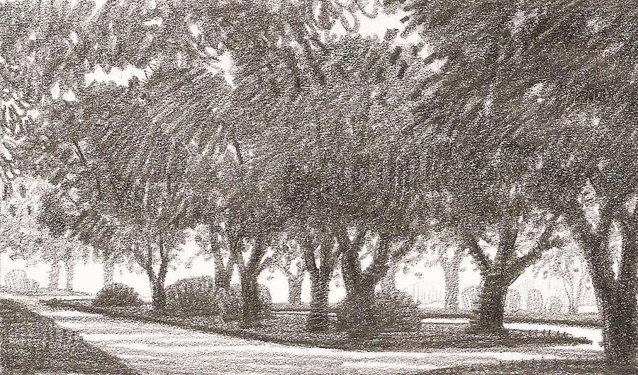 Row of Oaks Sketch 2 Drawing by Kevin Leveque