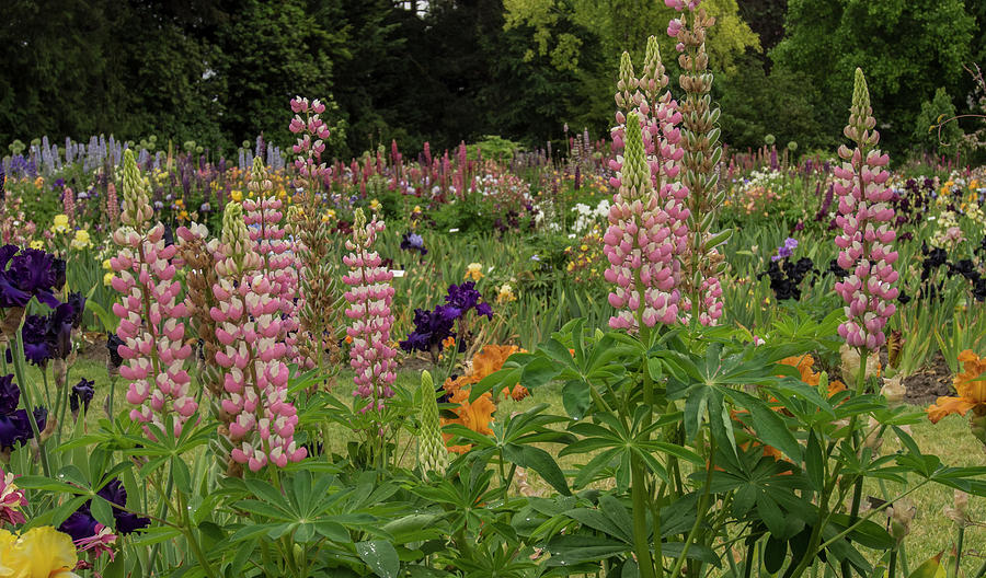 Row of Pink Lupines Photograph by Jean Noren