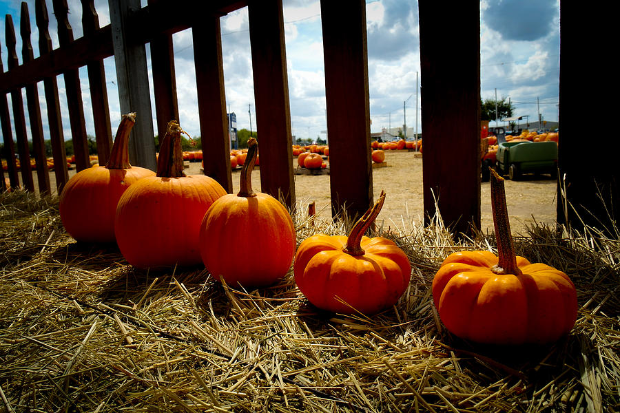 Row of Pumpkins Sitting Photograph by Marisela Mungia