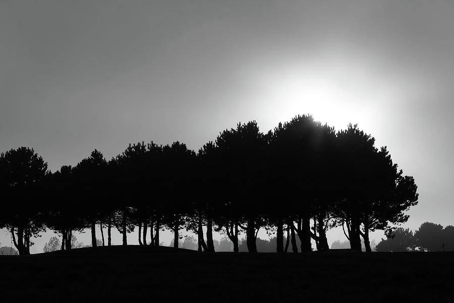 Row Of Trees Photograph by Aidan Moran