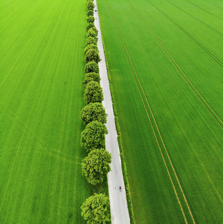 Row of trees and green fields aerial view Photograph by Matthias Hauser