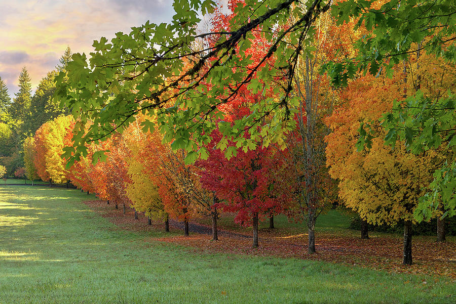 Row of Trees in Peak Fall Colors Photograph by David Gn