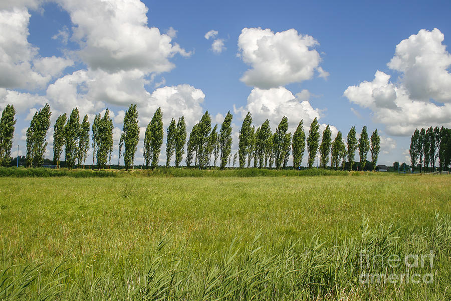 Row of trees in the wind Photograph by Patricia Hofmeester