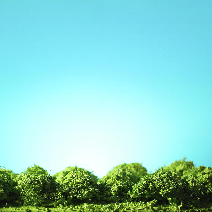 Row of Trees by Stephen Dorsett Row of Trees by Stephen Dorsett