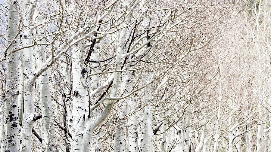 Tree Photograph - Row of White Birch Trees by Good Focused