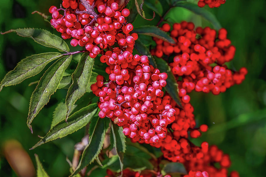 Rowan berries #1 Photograph by Leif Sohlman