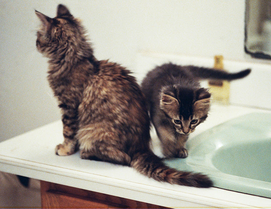 Kittens Photograph - Rowdy and Folsom sink and cologne by Sandra Dalton