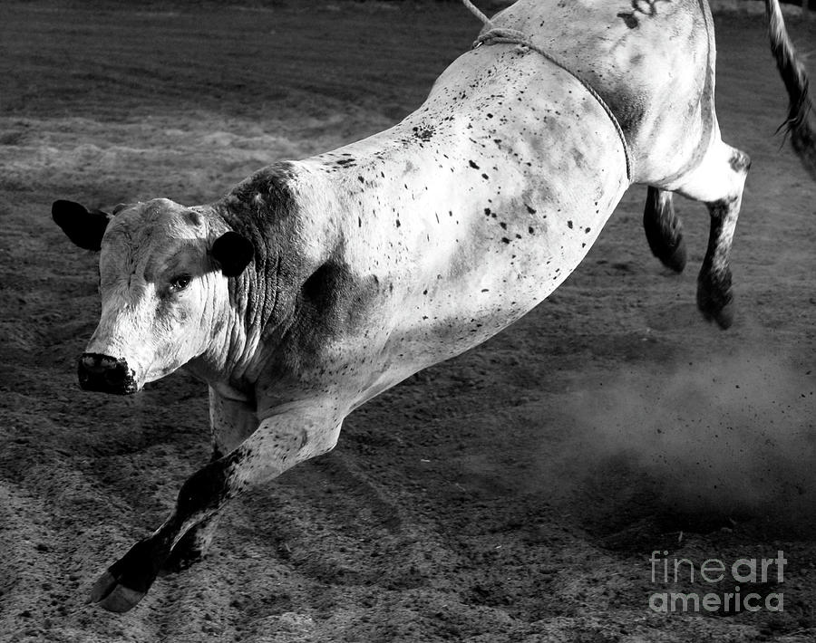 Rowdy Bucking Bull Photograph by Denise Bruchman