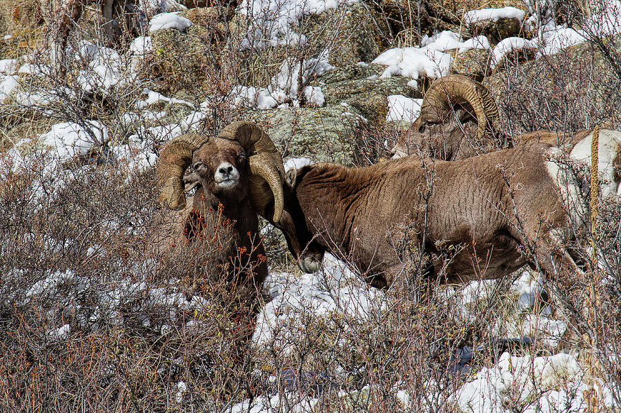 Rowdy Rams Photograph by Jim Garrison