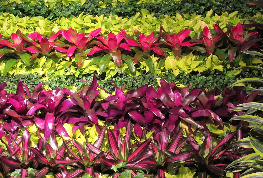 Flower Photograph - Rows of Bromeliads by Cindy Kellogg