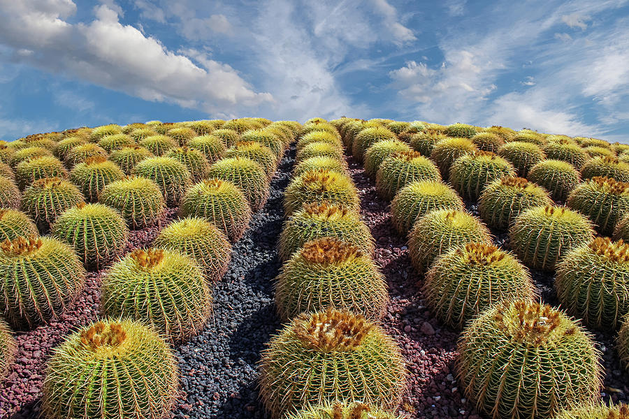Rows of Cacti up Hill.jpg Photograph by Darryl Brooks