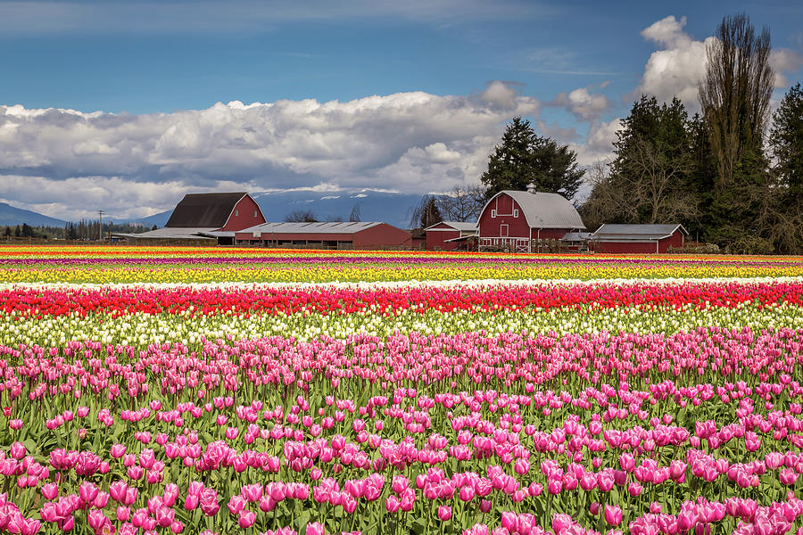 Rows of colorful tulips at the farm Photograph by Pierre Leclerc Photography