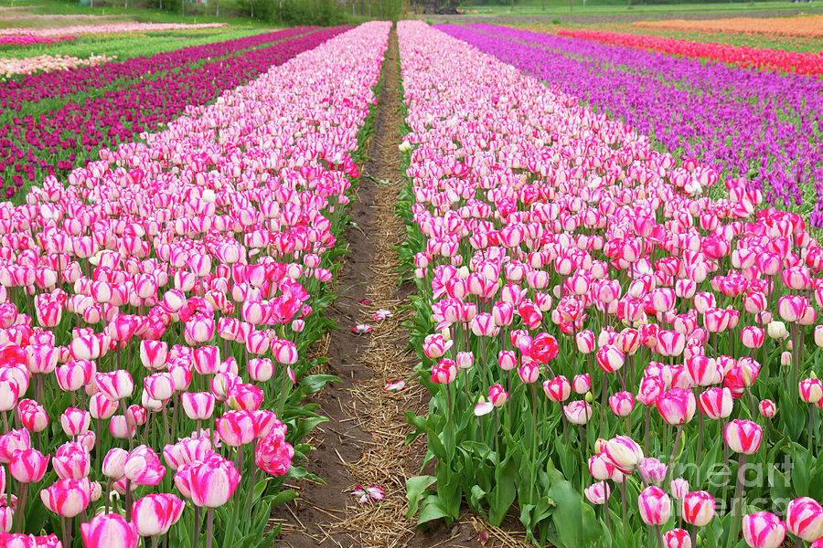 Rows of Dutch Tulips Field Photograph by Anastasy Yarmolovich