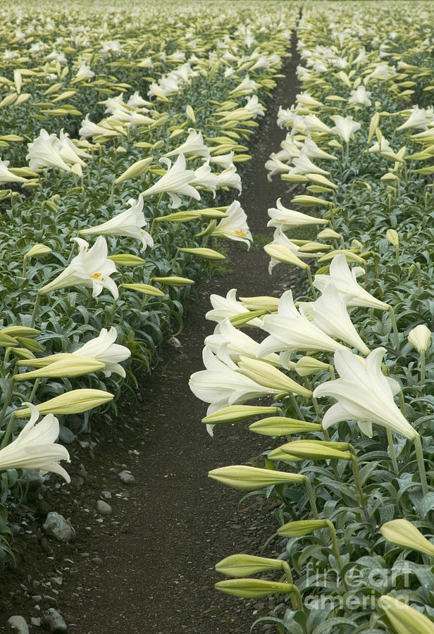 Rows Of Easter Lilies Photograph by Inga Spence