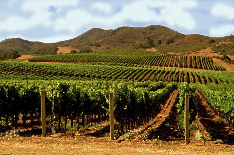 Rows Of Grape Vines Photograph by Gary Brandes