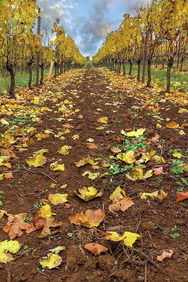 Rows of Grapevines in Fall Season Photograph by David Gn
