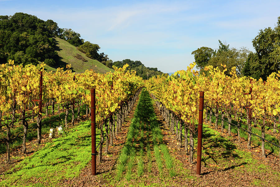 Rows of Grapevines in Napa Valley California Photograph by Brandon Bourdages