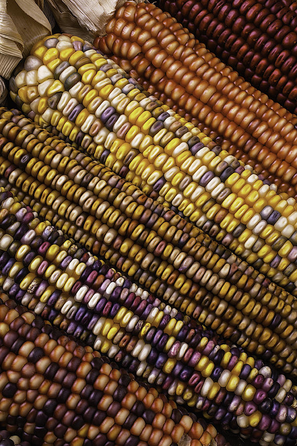 Fall Photograph - Rows Of Indian Corn by Garry Gay
