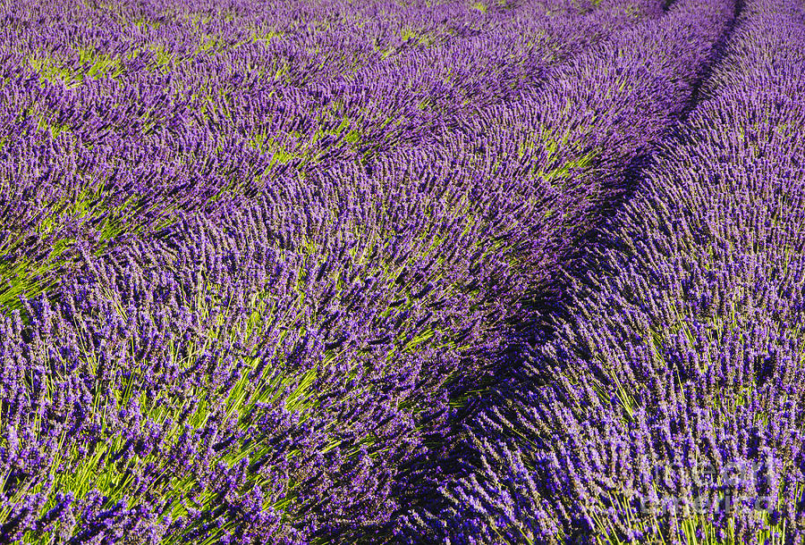 Rows of Lavender Photograph by Greg Vaughn - Printscapes