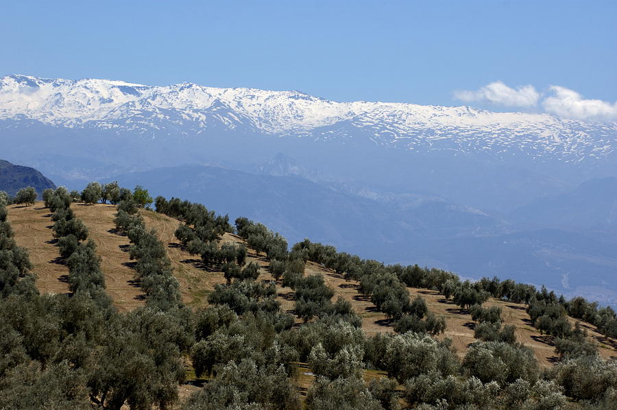 Rows of olive trees against the snowy Alpujarras mountains in Andalusia ...