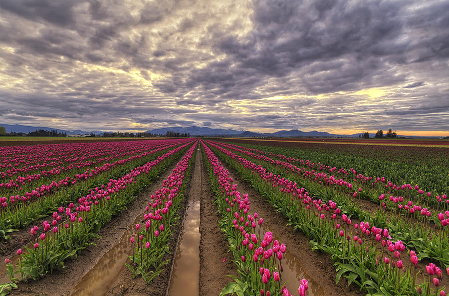 Rows of Pink Impressions  Photograph by Mark Kiver