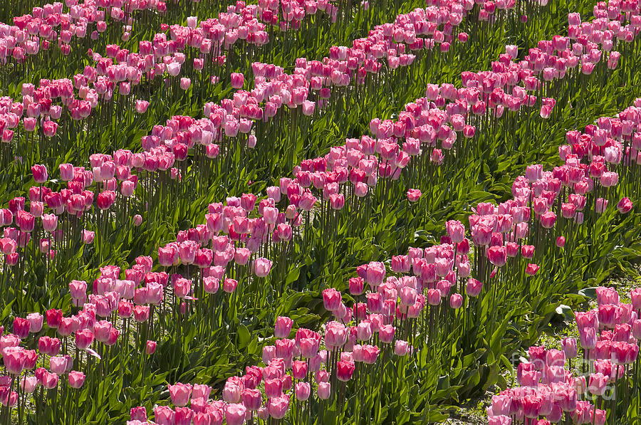 Rows of Pink Tulips Photograph by Greg Vaughn - Printscapes