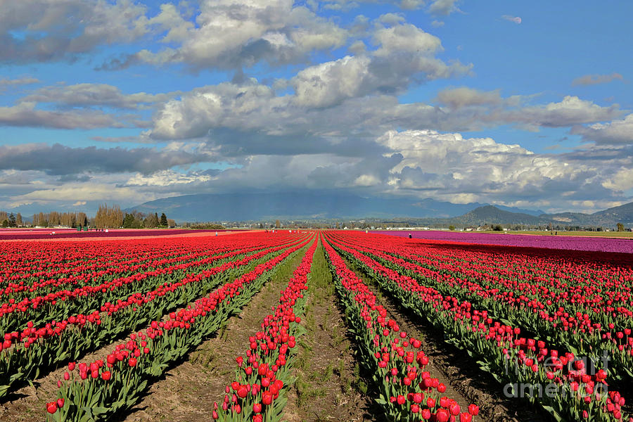 Rows of Red Tulips in Skagit Valley Photograph by Carol Groenen