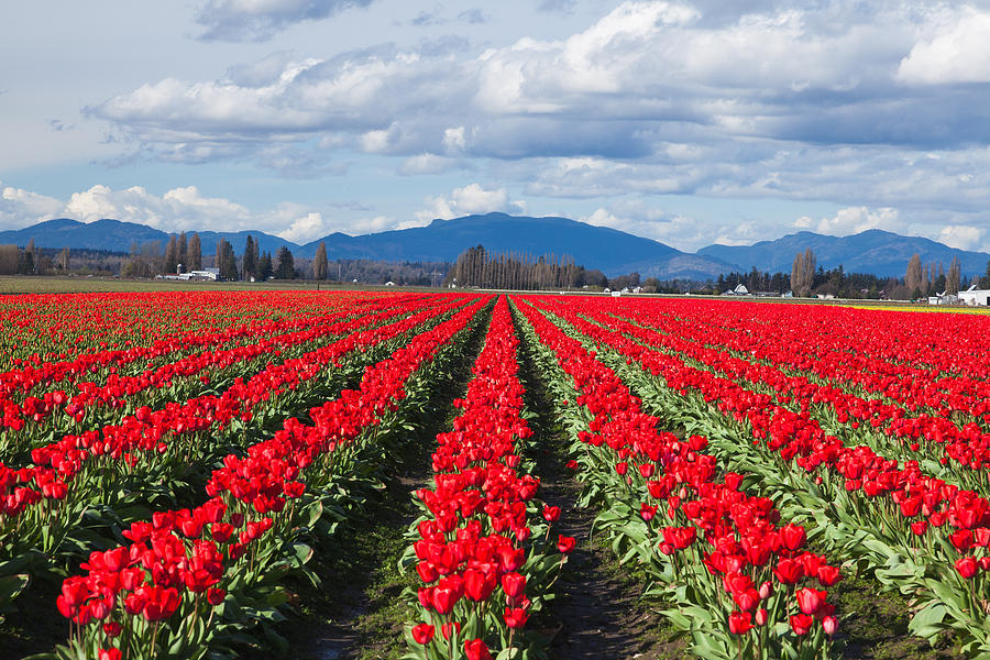 Rows of Red Tulips Photograph by Judy Wright Lott