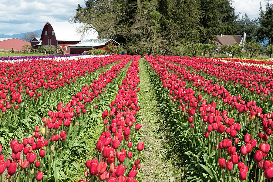Rows of Rose Pink Tulips Photograph by Tom Cochran