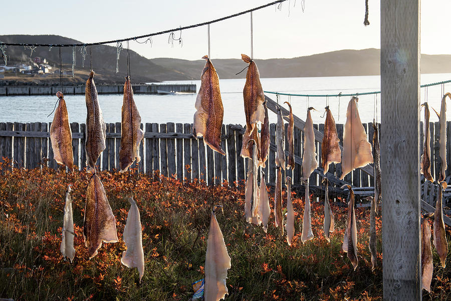Rows of salt cod pieces drying in Bonavista, NL, Canada Photograph by Karen Foley