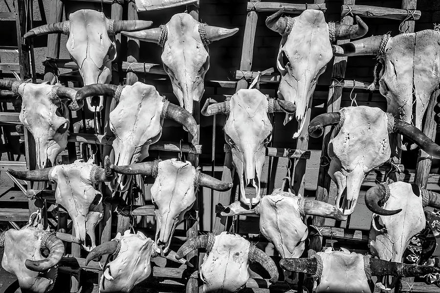 Rows Of Steer Skulls Black And White Photograph by Garry Gay