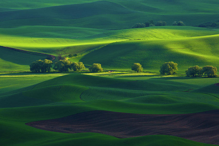 Rows of Trees Photograph by Janet Chung - Fine Art America