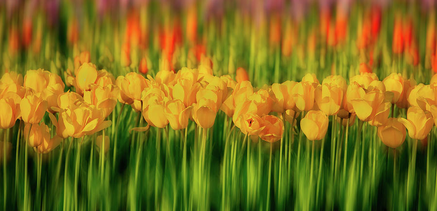 Rows of Tulips Blurred Photograph by Jerry Fornarotto