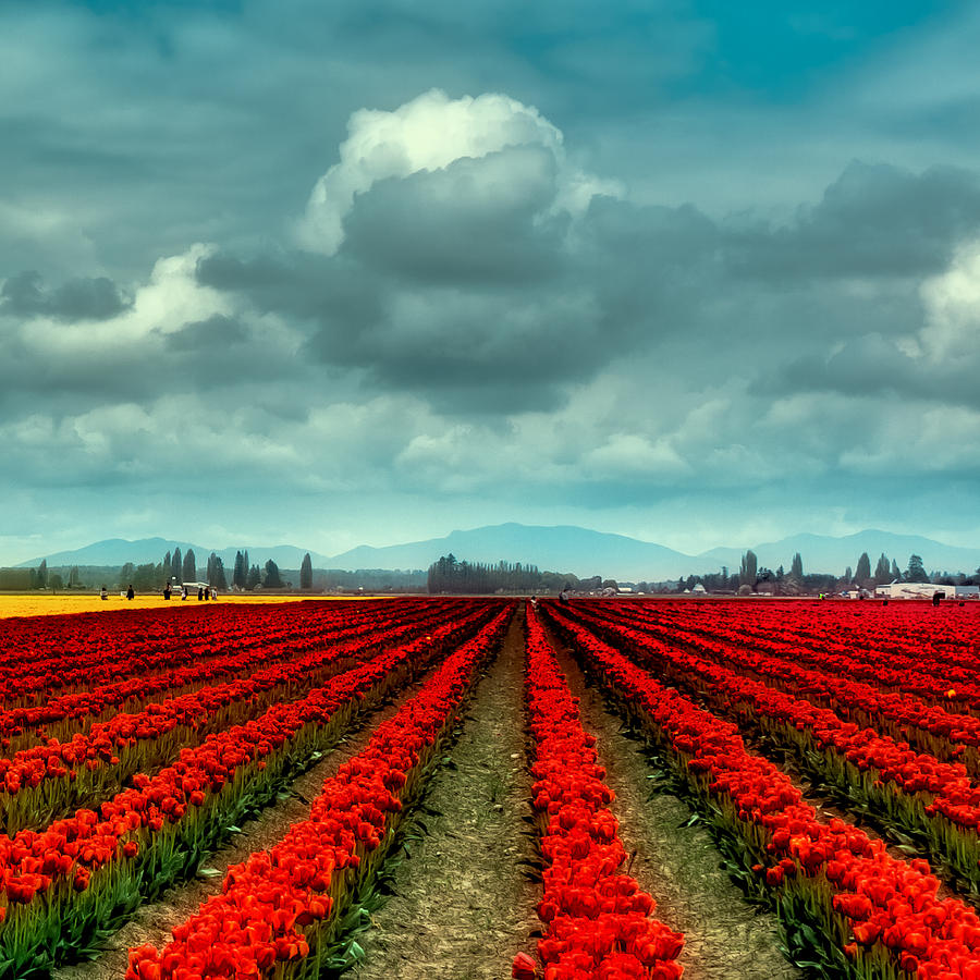 Rows of Tulips Photograph by David Patterson