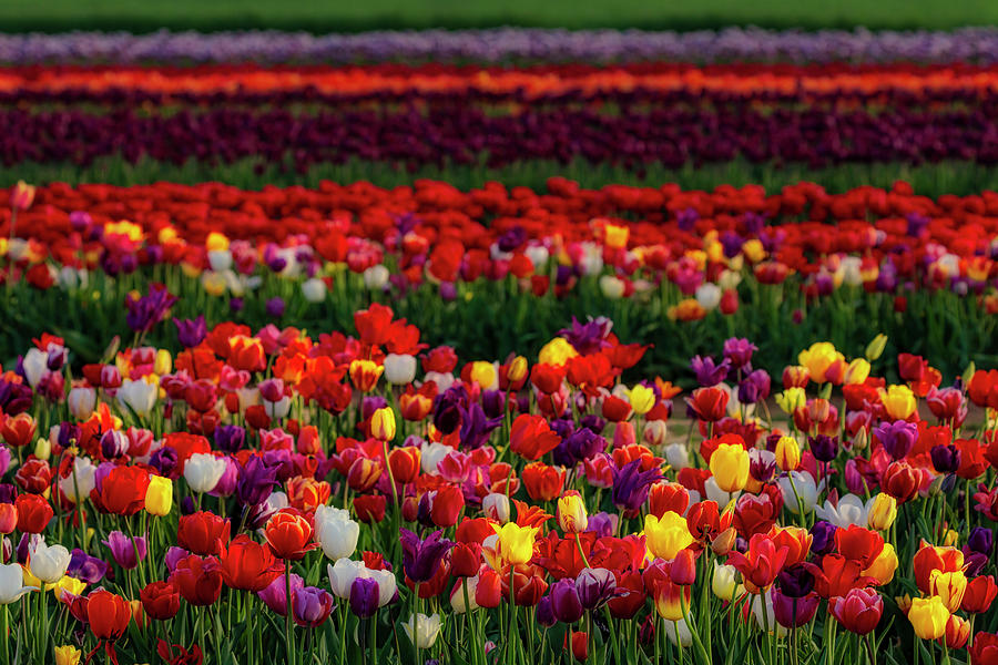 Tulip Photograph - Rows Of Tulips by Susan Candelario