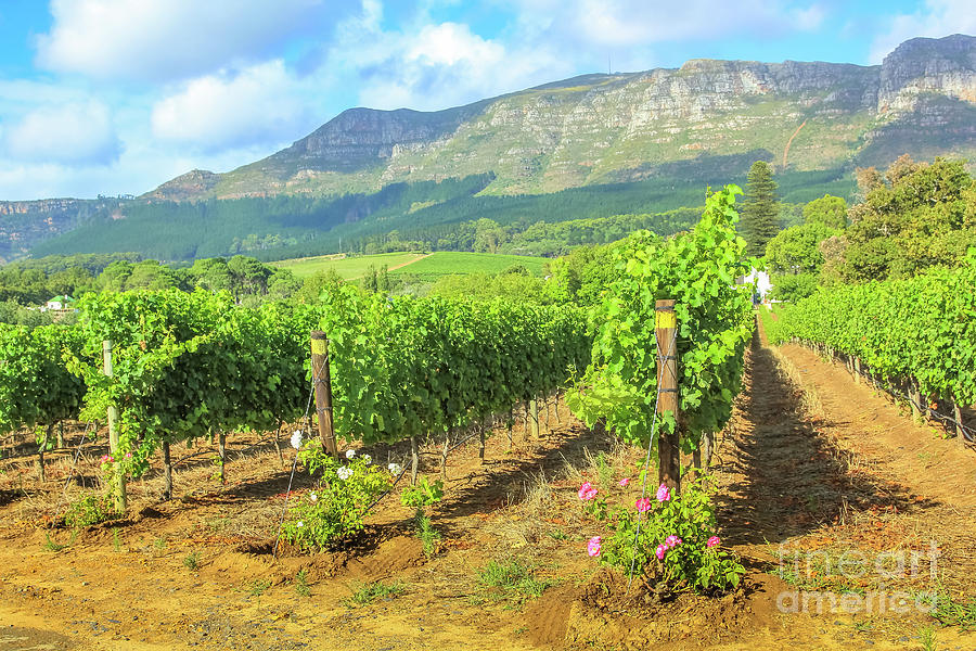 Rows of vines South Africa Photograph by Benny Marty