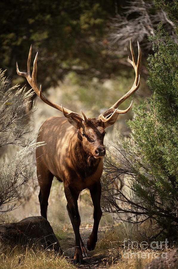 Yellowstone National Park Photograph - Royal 6 point Elk by Wildlife Fine Art