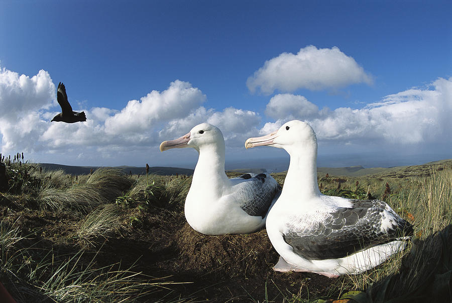 Royal Albatrosses Nesting Photograph by Tui De Roy