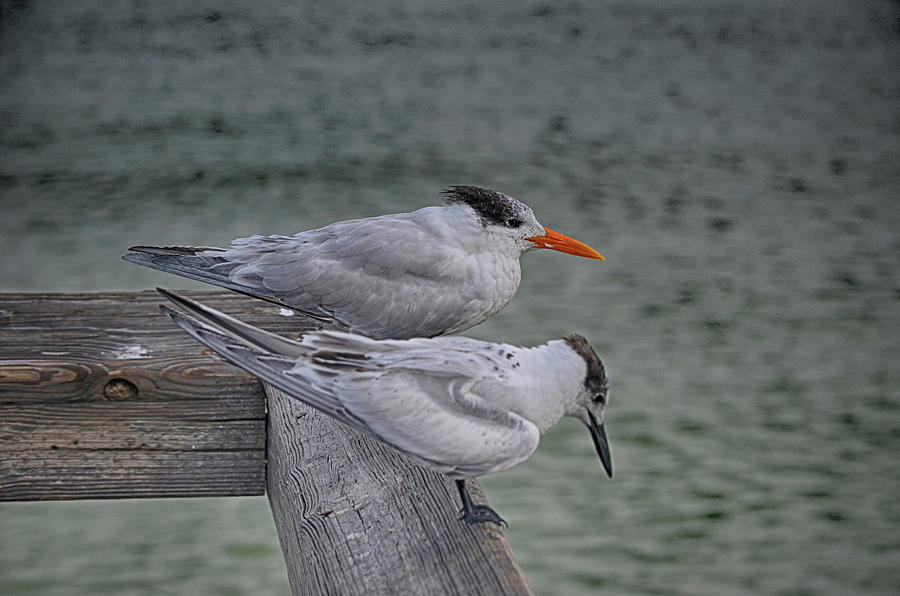 Royal and Sandwich Terns Photograph by Don Columbus