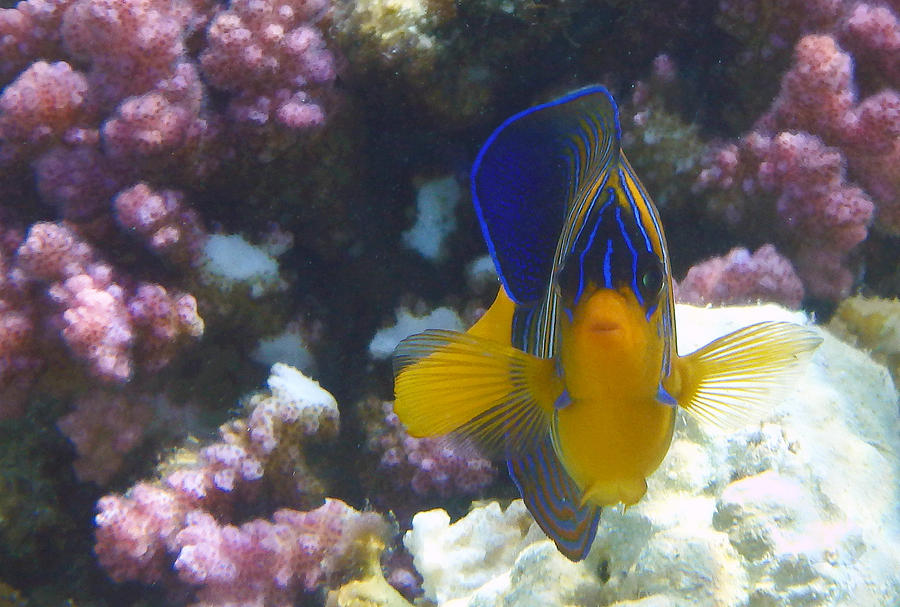 Royal Angelfish Closeup Photograph by Johanna Hurmerinta