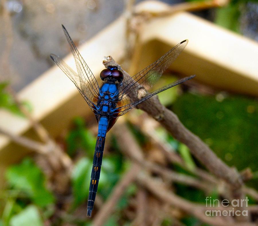 Dragon Photograph - Royal Blue Drangonfly Hong Kong by Kathy Daxon