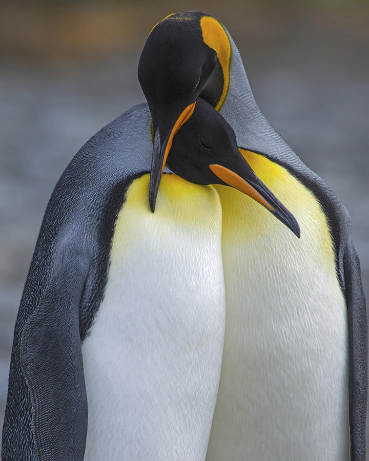 Penguin Photograph - Royal Bond by Tony Beck