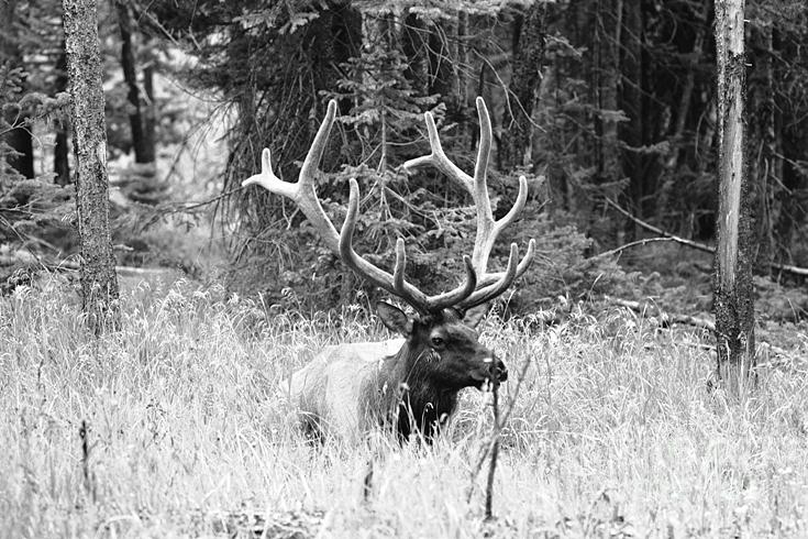 Royal Elk Photograph by Susan Chandler - Fine Art America