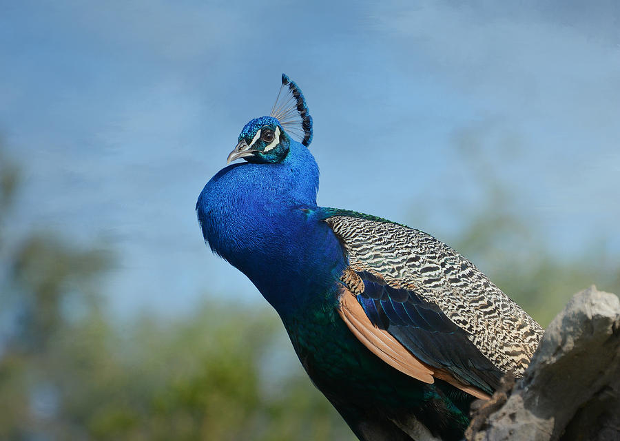 Peacock Photograph - Royal Fowl 20 by Fraida Gutovich