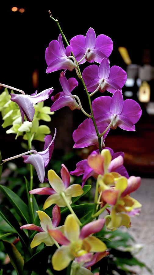 Royal Hawaiian Orchids Photograph by Michele Myers
