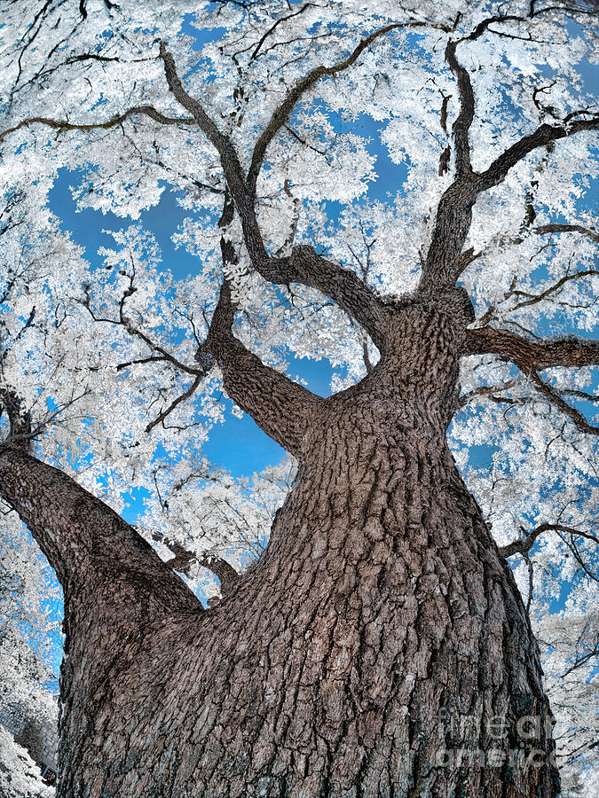 Royal Live Oak in Infrared Photograph by Norman Gabitzsch