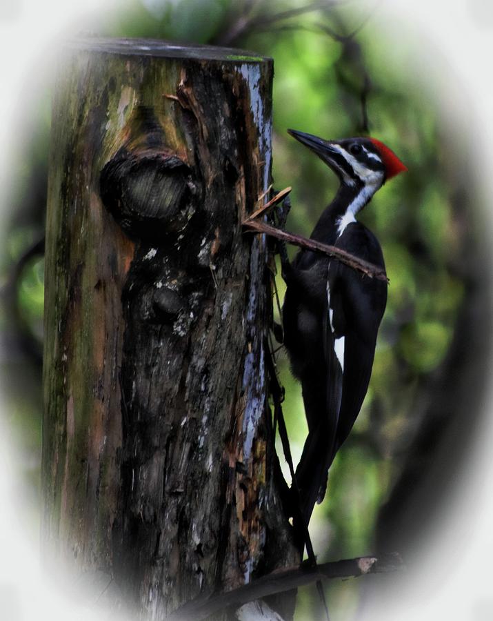 Royal Looking Pileated Woodpecker Photograph by Sheri McLeroy