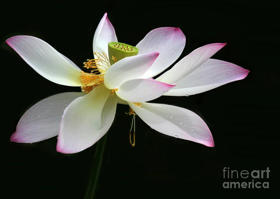Flower Photograph - Royal Lotus by Sabrina L Ryan